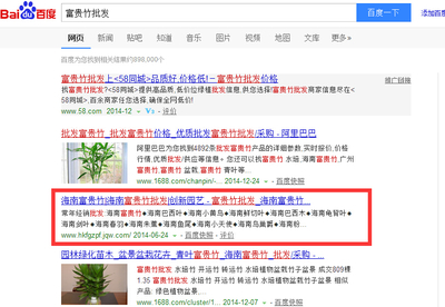 富贵竹批发